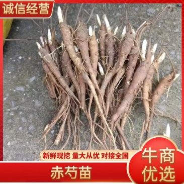 芍药苗赤芍苗基地直发量大从优可视频看货