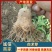 改良白术芽