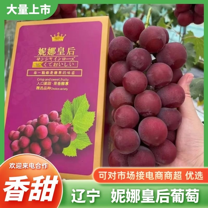 辽宁妮娜皇后葡萄品质至上一手货源视频看货