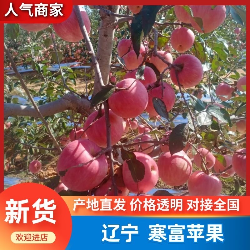 辽宁寒富苹果基地一手货源视频看货全国发货量大优惠