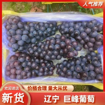 辽宁巨峰葡萄基地现摘先发一手货源视频看货对接全国