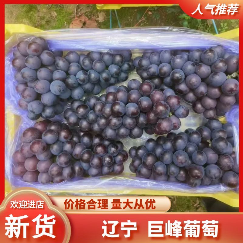 辽宁巨峰葡萄基地现摘先发一手货源视频看货对接全国