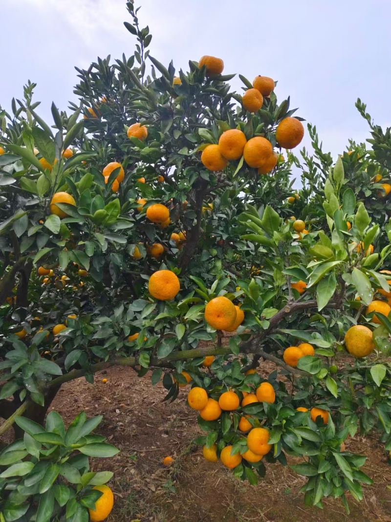 【特早蜜橘】湖南基地直供质量保证一手货源全国发货
