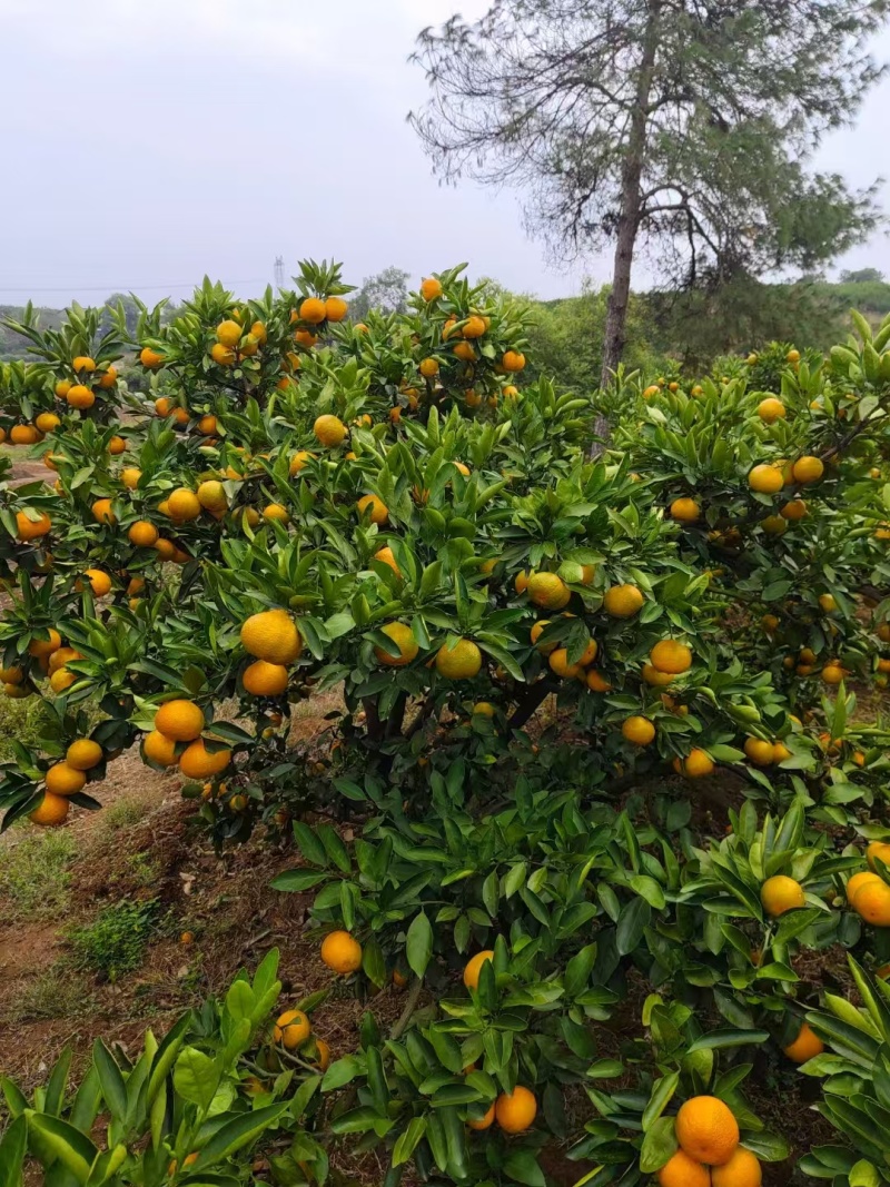 【特早蜜橘】湖南基地直供质量保证一手货源全国发货