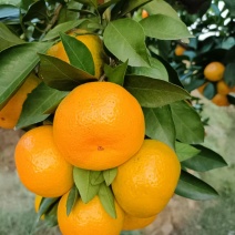 【特早蜜橘】湖南基地直供质量保证一手货源全国发货