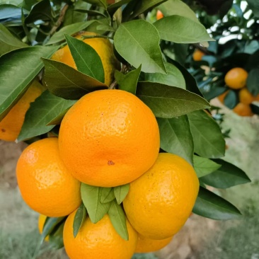 【特早蜜橘】湖南基地直供质量保证一手货源全国发货