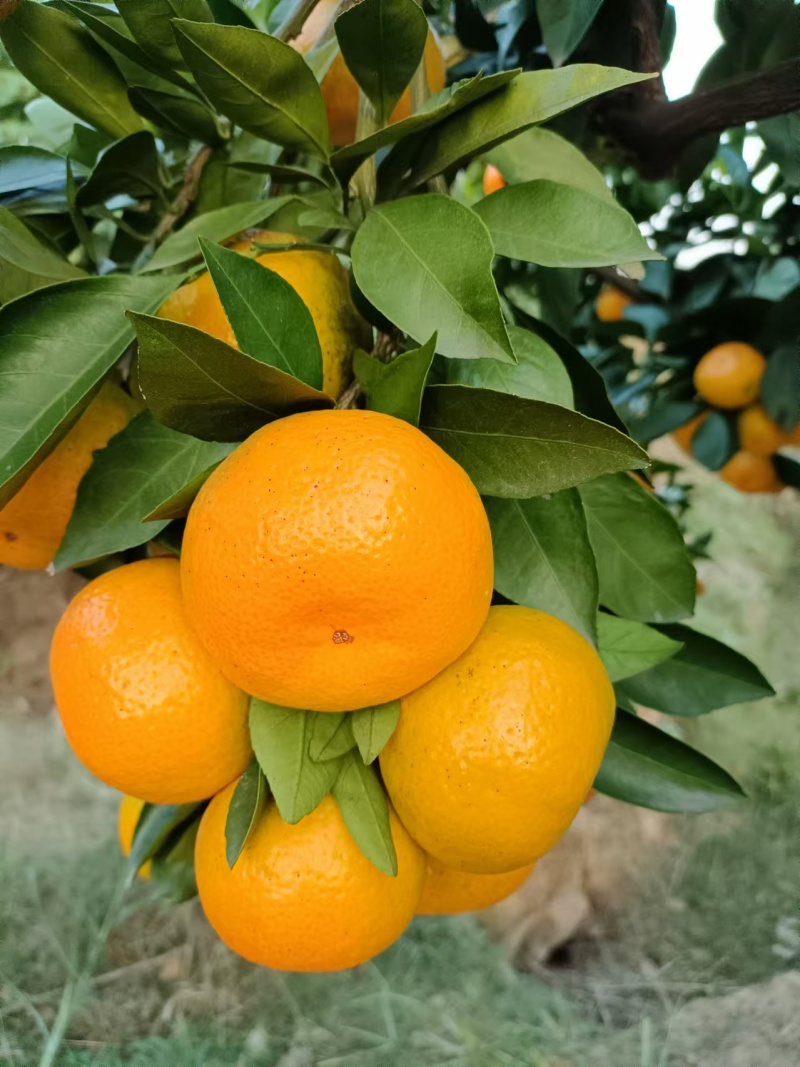 【特早蜜橘】湖南基地直供质量保证一手货源全国发货