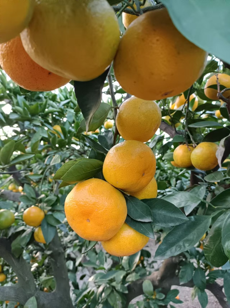 【特早蜜橘】湖南基地直供质量保证一手货源全国发货