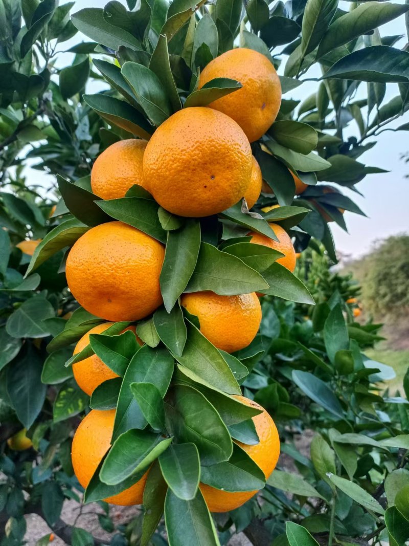 【特早蜜橘】湖南基地直供质量保证一手货源全国发货