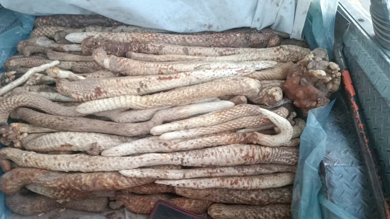 肉苁蓉基地供应价格优惠量大从优欢迎各大老板采购咨询