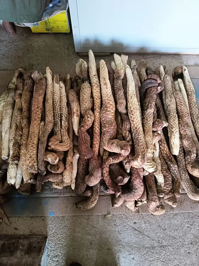 阿拉善盟额济纳旗肉苁蓉量大质优价格优惠一手货源采购