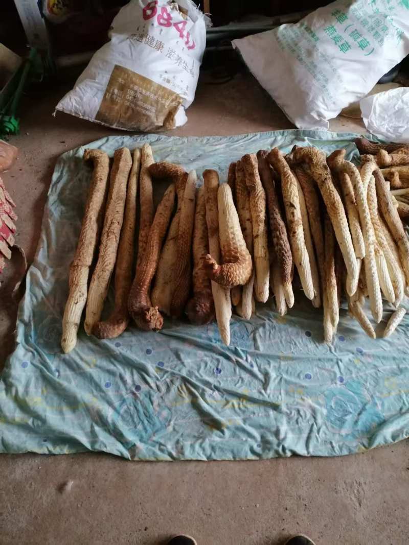 阿拉善盟额济纳旗肉苁蓉量大质优价格优惠一手货源采购