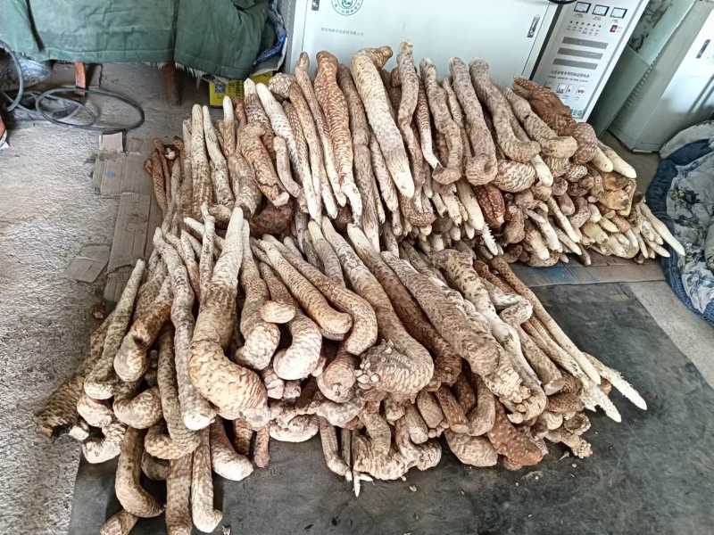 阿拉善盟额济纳旗肉苁蓉量大质优价格优惠一手货源采购