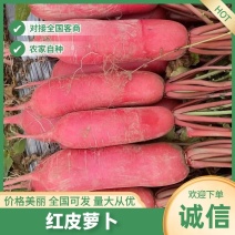 [热卖推荐]精选红皮萝卜萝卜产地直供一手货源欢迎来电