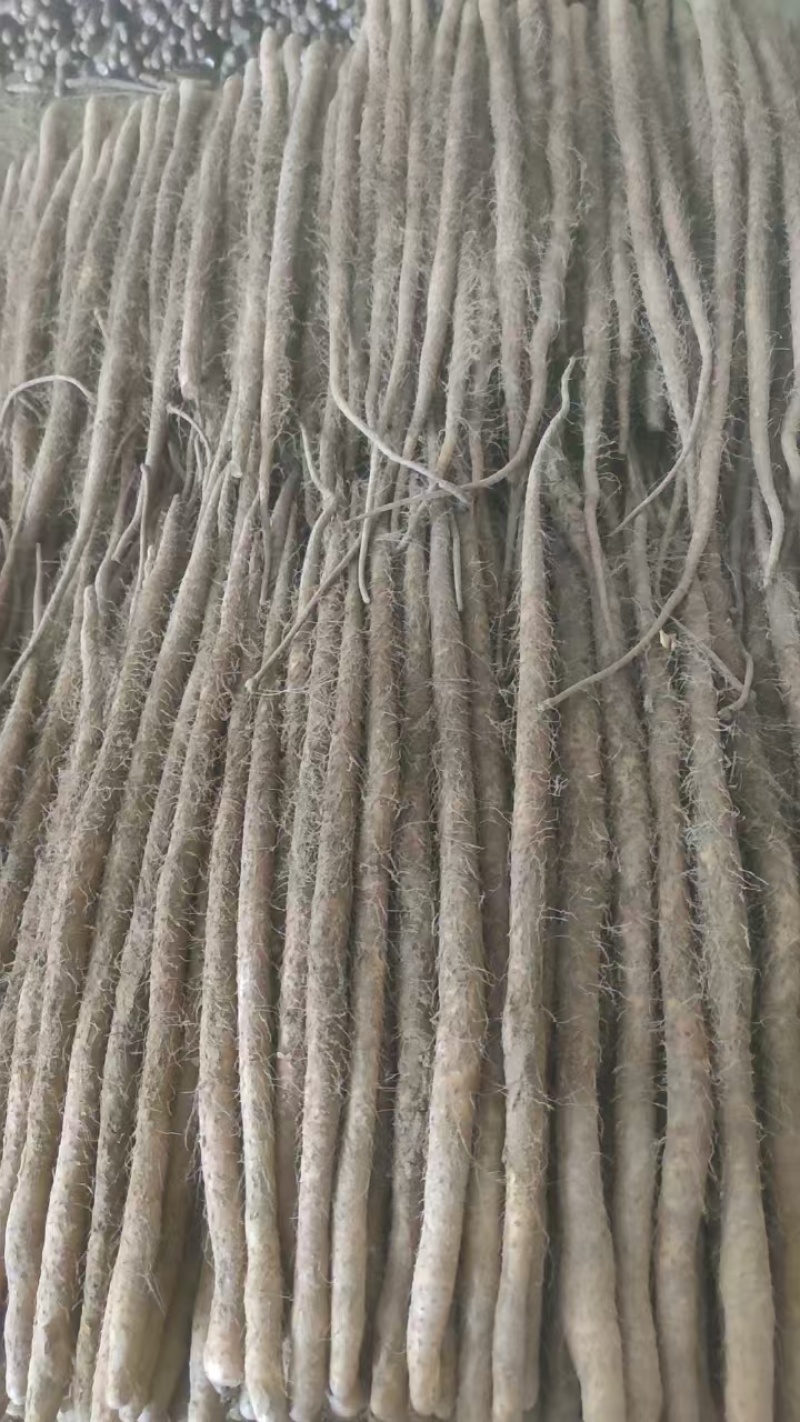 铁棍麻山药大量有货供货稳定欢迎各位老板合作
