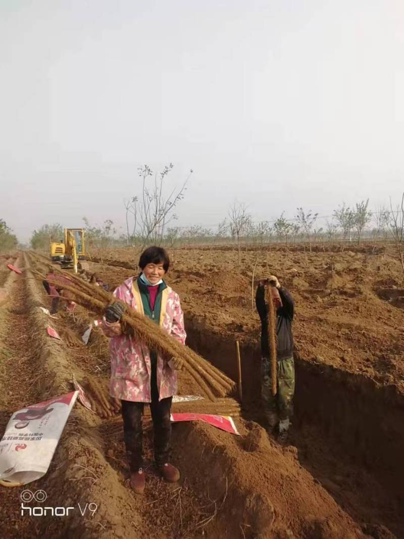 【山药】价格可谈来电协商货源充足