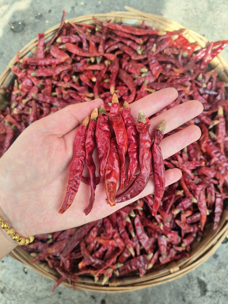 【实力推荐】印度S17印度椒/印度魔鬼辣/印度涮涮辣