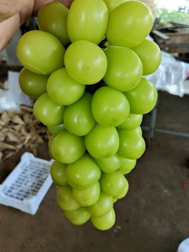 阳光玫瑰葡萄苗嫁接直插规格齐全现挖现发
