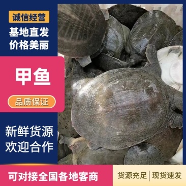 湖南常德成品甲鱼大量有货V***********