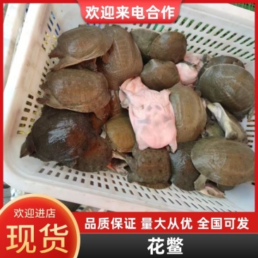 湖南常德鲜活甲鱼一手货源V***********
