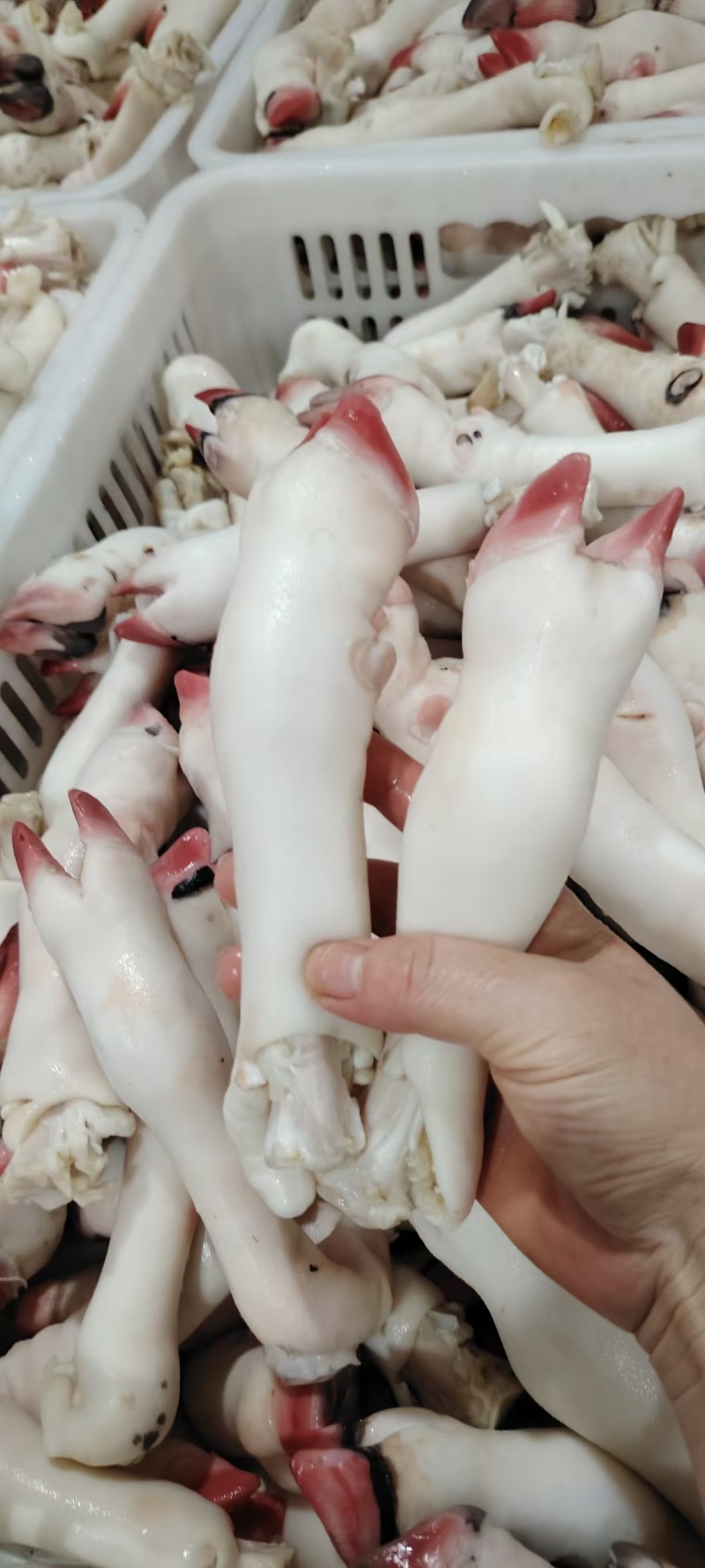 育肥羊蹄