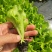 意大利生菜苗现挖现发存活率高可提供种植技术
