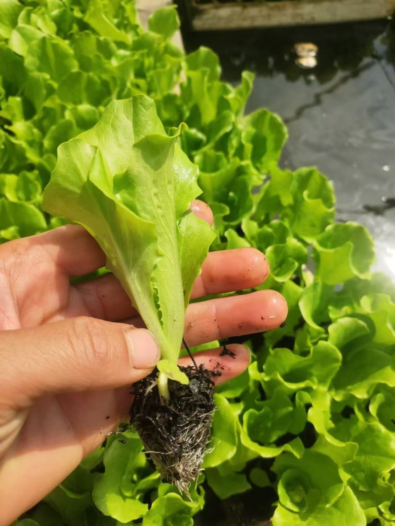 意大利生菜苗现挖现发存活率高可提供种植技术