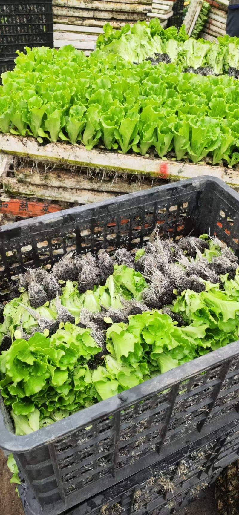 意大利生菜苗现挖现发存活率高可提供种植技术