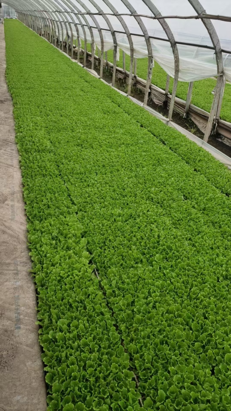 意大利生菜苗现挖现发存活率高可提供种植技术