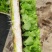 意大利生菜苗现挖现发存活率高可提供种植技术