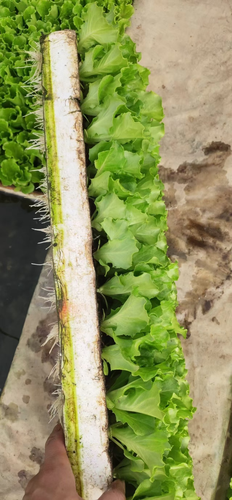 意大利生菜苗现挖现发存活率高可提供种植技术