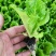 意大利生菜苗现挖现发存活率高可提供种植技术