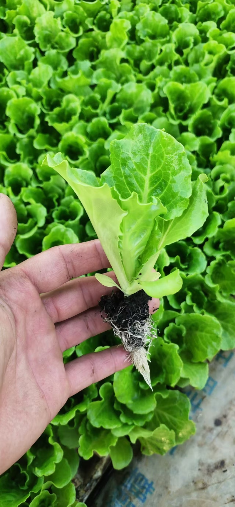 意大利生菜苗现挖现发存活率高可提供种植技术