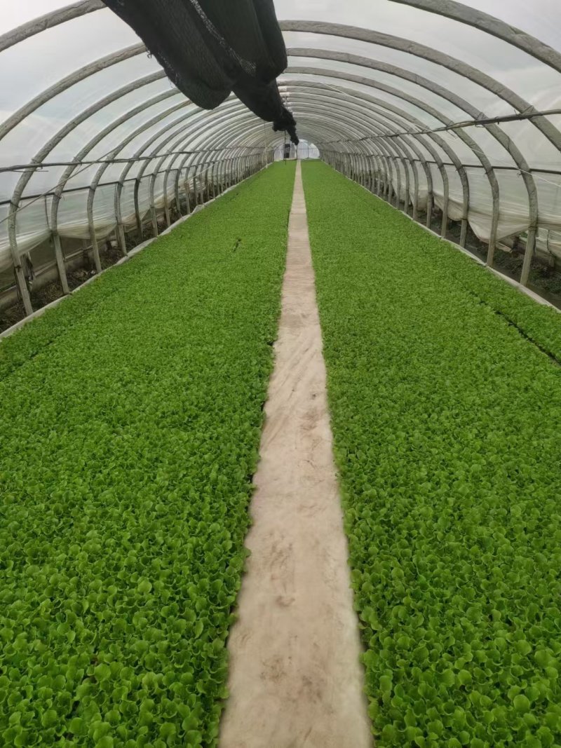 意大利生菜苗现挖现发存活率高可提供种植技术