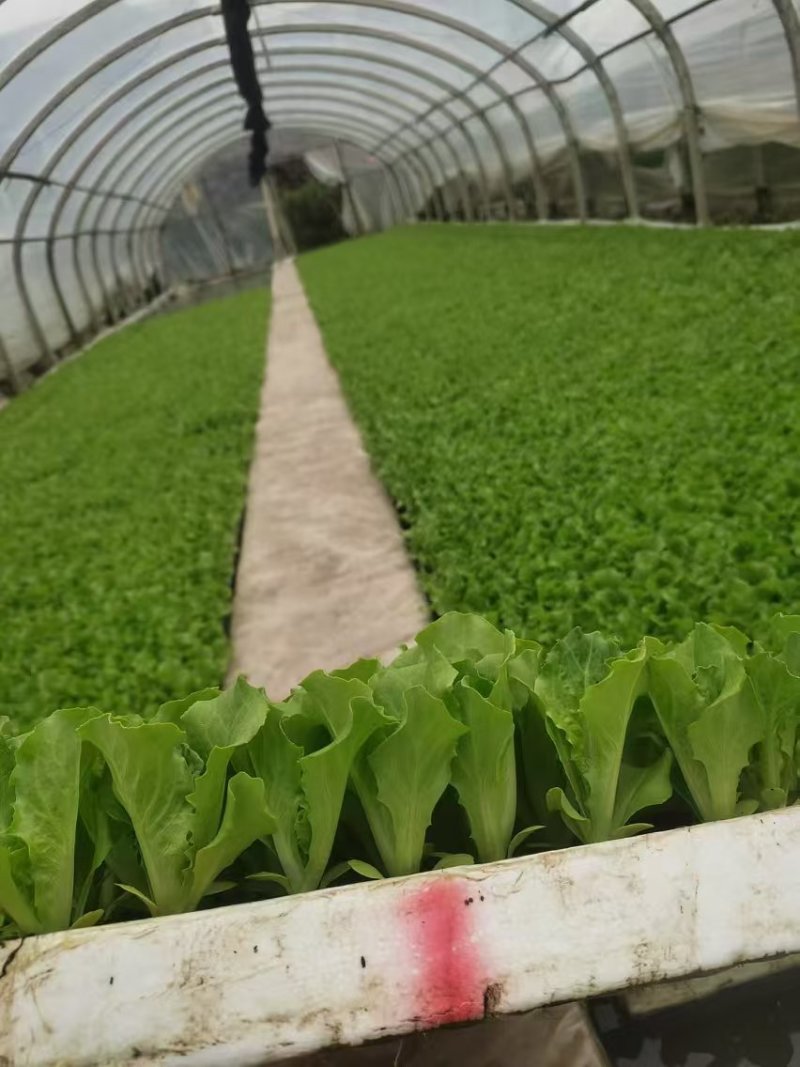 意大利生菜苗现挖现发存活率高可提供种植技术