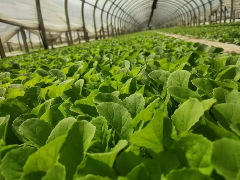 精品娃娃菜苗基地现挖现发土球好存活率高技术指导