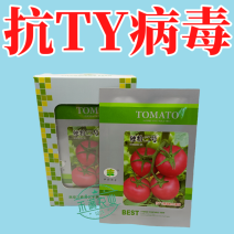 硬粉二号番茄种子早春秋延越冬西红柿种子大棚露地种硬度好抗