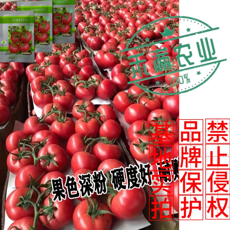 硬粉二号番茄种子早春秋延越冬西红柿种子大棚露地种硬度好抗