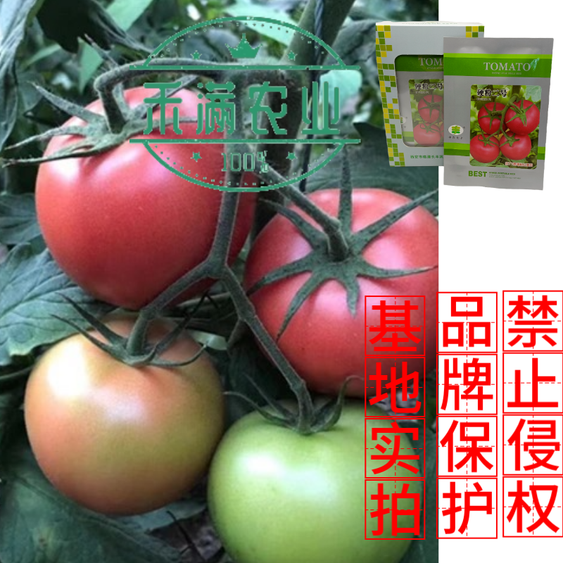 硬粉二号番茄种子早春秋延越冬西红柿种子大棚露地种硬度好抗