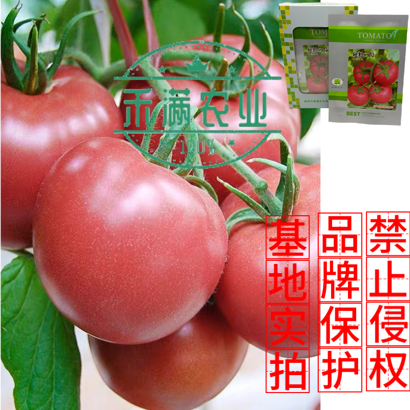 硬粉二号番茄种子早春秋延越冬西红柿种子大棚露地种硬度好抗