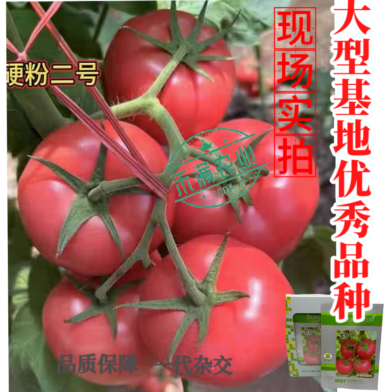 硬粉二号番茄种子早春秋延越冬西红柿种子大棚露地种硬度好抗