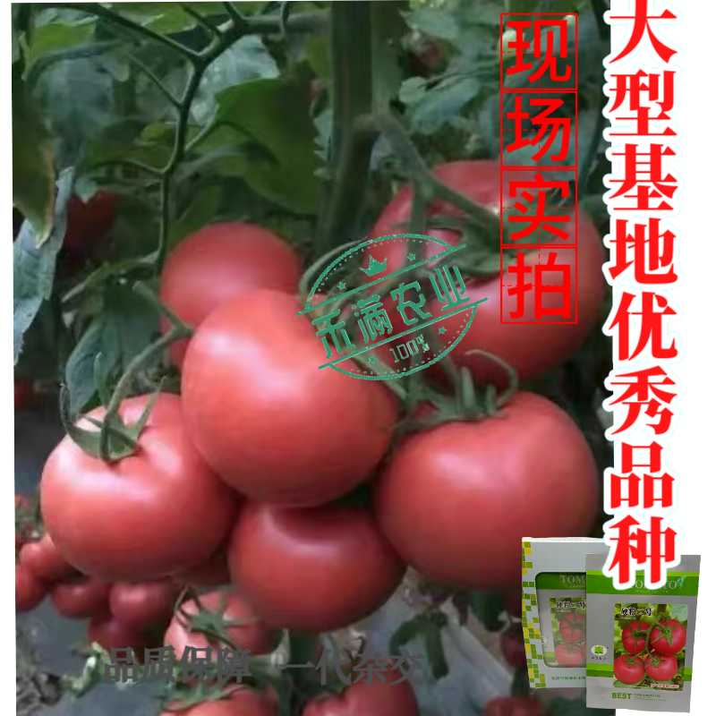 硬粉二号番茄种子早春秋延越冬西红柿种子大棚露地种硬度好抗
