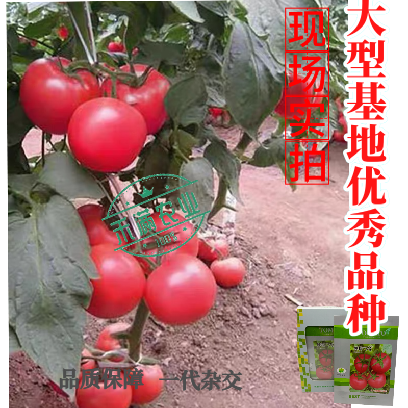 硬粉二号番茄种子早春秋延越冬西红柿种子大棚露地种硬度好抗