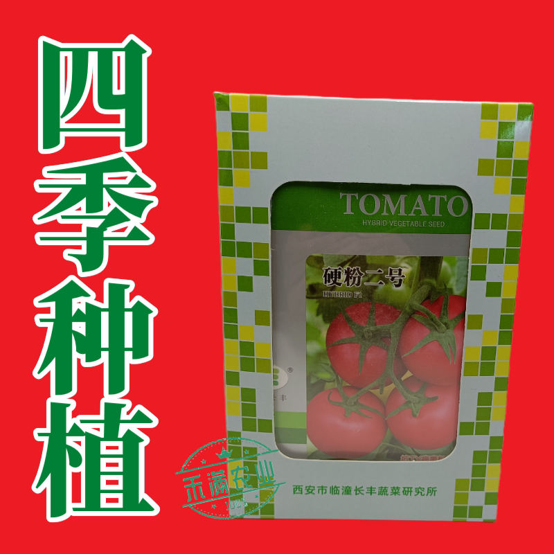 硬粉二号番茄种子早春秋延越冬西红柿种子大棚露地种硬度好抗