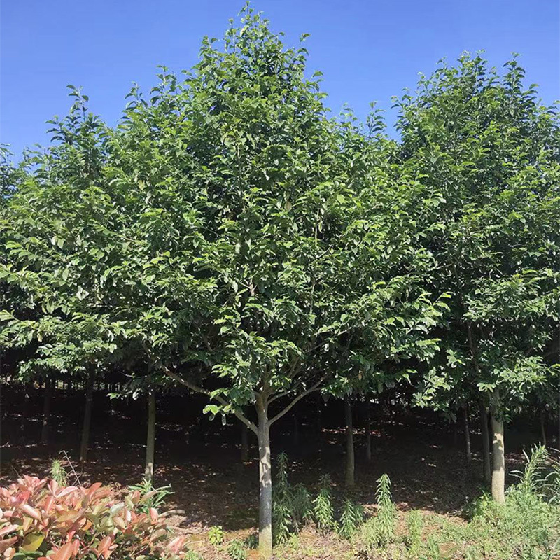 乐昌含笑树苗深山含笑大树行道树耐寒耐旱热景观四季常青