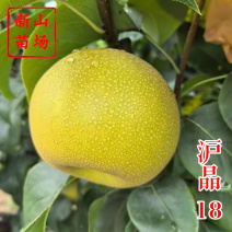 【沪晶18号梨苗】早熟秋月新蜜玉梨换代新品夏之蜜梨树苗