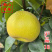 【沪晶18号梨苗】早熟秋月新蜜玉梨换代新品夏之蜜梨树苗
