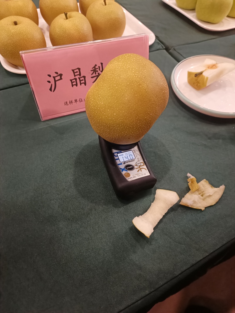 【沪晶18号梨苗】早熟秋月新蜜玉梨换代新品夏之蜜梨树苗