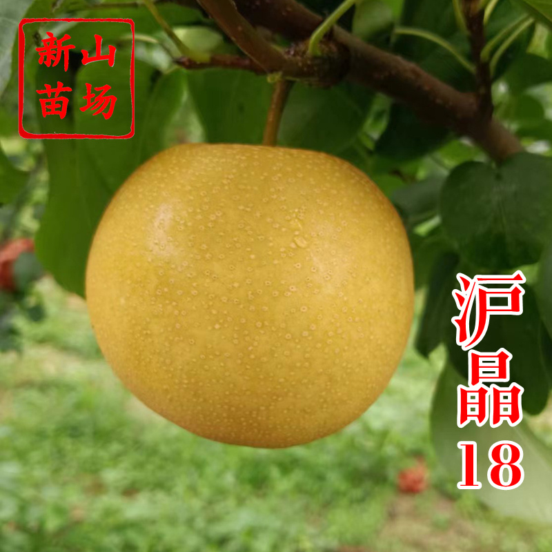 【沪晶18号梨苗】早熟秋月新蜜玉梨换代新品夏之蜜梨树苗