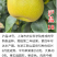 【沪晶18号梨苗】早熟秋月新蜜玉梨换代新品夏之蜜梨树苗